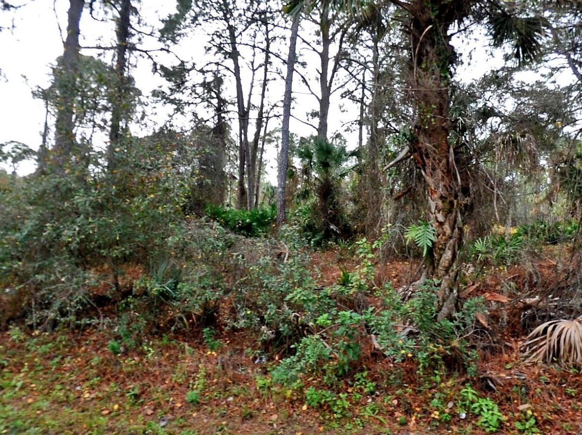 LADY SLIPPER AVE. - Photo 1