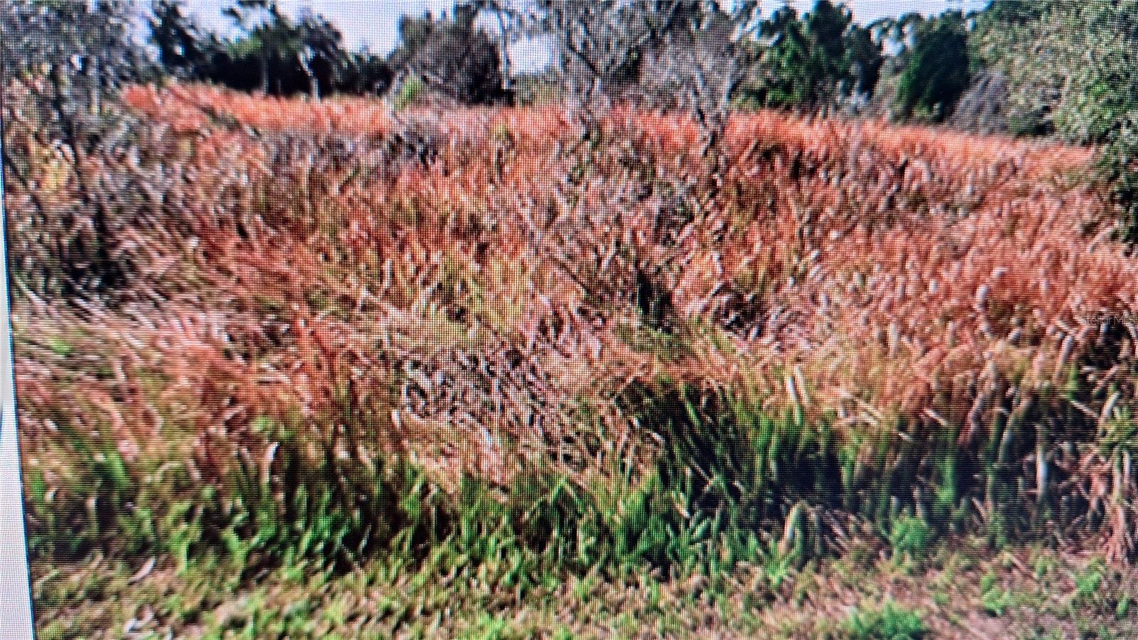 JAYLENE RD - Photo 1